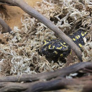 Portuguese fire salamander (Salamandra salamandra gallaica)