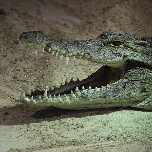 Nile crocodile (Crocodylus niloticus)
