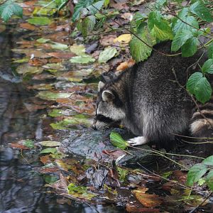 Raccoon (Procyon lotor)
