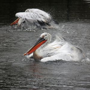 Dalmatian pelican (Pelecanus crispus)
