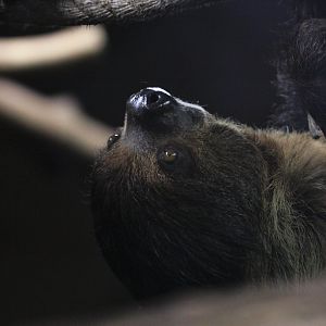Linnaeus's two-toed sloth (Choloepus didactylus)