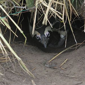 African penguin (Spheniscus demersus)