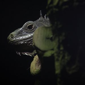 Green iguana (Iguana iguana)