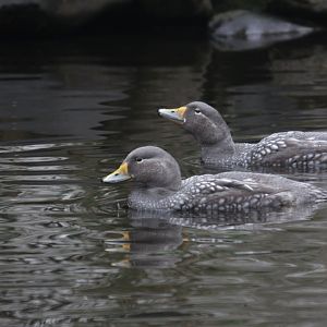 Magellanic flightless steamer duck (Tachyeres pteneres)