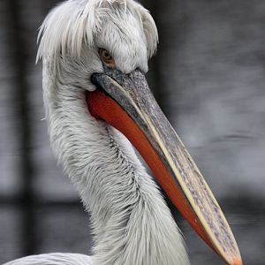 Dalmatian pelican (Pelecanus crispus)