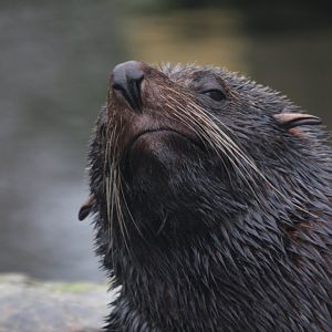 South American fur seal (Arctocephalus australis)