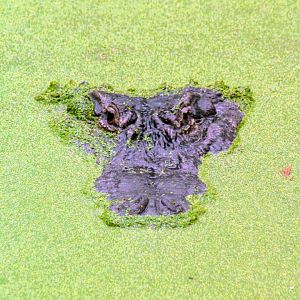 Jan. 2022 - Wild Florida - American Alligator