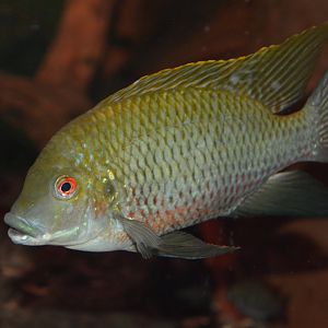 Mamfe tilapia (Coptodon sp. 'Mamfe')