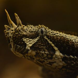 Rhinoceros viper (Bitis nasicornis)
