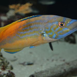 Cuckoo wrasse (Labrus mixtus)