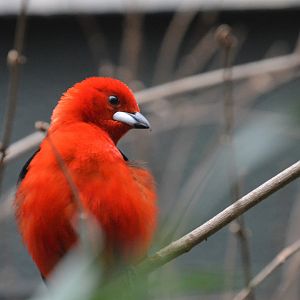 Brazilian tanager (Ramphocelus bresilius)