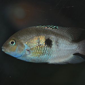 Seven-stripe cichlid (Amatitlania septemfasciata)