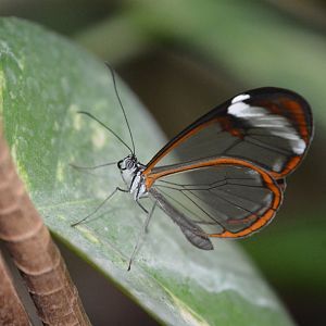Glasswing butterfly (Greta oto)
