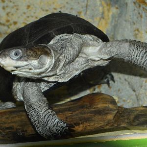 Central African mud turtle (Pelusios chapini)