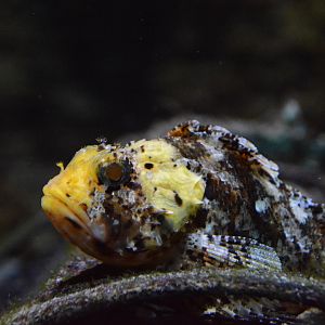 Small red scorpionfish (Scorpaena notata)
