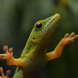 Seychelles giant day gecko (Phelsuma sundbergi)