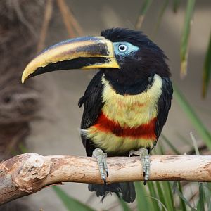 Chestnut-eared araçari (Pteroglossus castanotis)