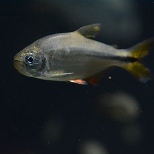 Banded astyanax (Astyanax fasciatus)