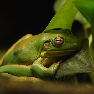 White-lipped tree frog (Litoria infrafrenata)