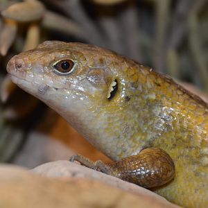 Major skink (Bellatorias frerei)