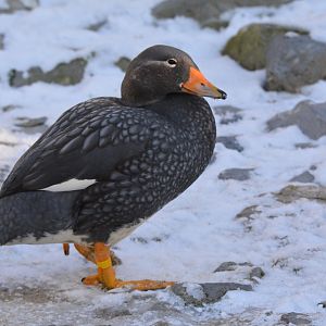 Magellanic steamerduck (Tachyeres pteneres)