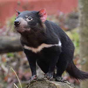 Tasmanian devil (Sarcophilus harrisii)