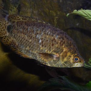 Eyespot ctenopoma (Ctenopoma ocellatum)