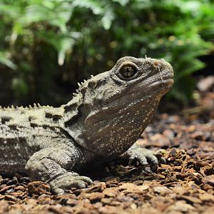 Northern tuatara (Sphenodon punctatus)