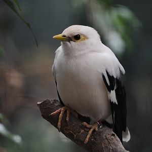 black-winged starling (Acridotheres melanopterus)