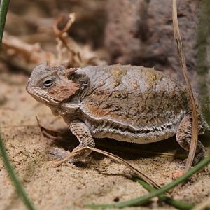 Short-tailed horned lizard (Phrynosoma braconnieri)
