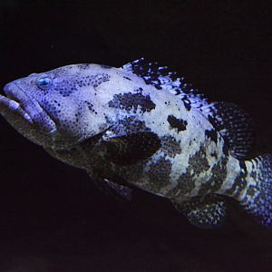 Brown-marbled grouper (Epinephelus fuscoguttatus)