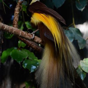Greater bird-of-paradise (Paradisaea apoda apoda)