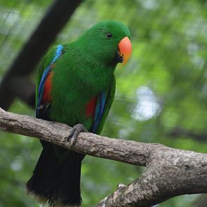 Red-sided eclectus parrot (Eclectus roratus polychloros)