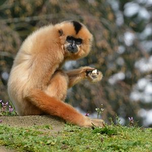 Red-cheeked gibbon (Nomascus gabriellae)