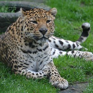 Shortridge's leopard (Panthera pardus cf. shortridgei)