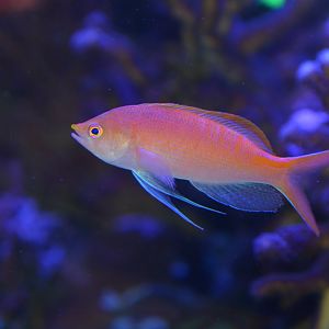 Lori's anthias (Pseudanthias lori)