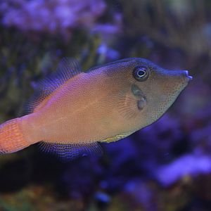 Redtail filefish (Pervagor melanocephalus)