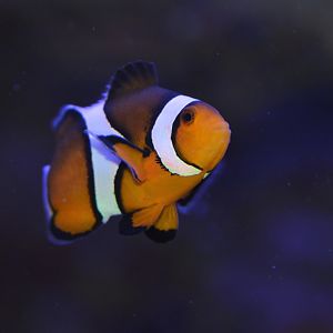 Orange clownfish (Amphiprion percula)