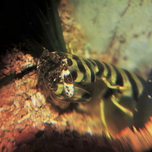 Zebra mantis shrimp (Lysiosquillina maculata)