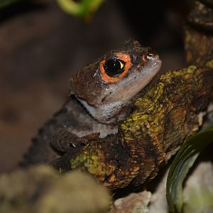 Red-eyed crocodile skink (Tribolonotus gracilis)