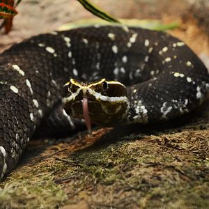 Mexican moccasin (Agkistrodon bilineatus)