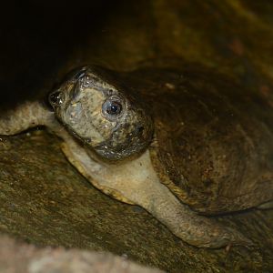 Big-headed turtle (Platysternon megacephalum)