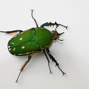Cameroon giant flower beetle (Mecynorrhinella torquata immaculicollis)