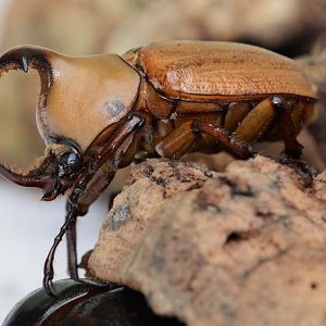 Hooded rhinoceros beetle (Golofa claviger claviger)