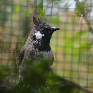 Himalayan bulbul (Pycnonotus leucogenys)