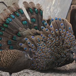Malayan peacock-pheasant (Polyplectron malacense)