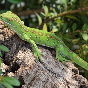 Northern green gecko (Naultinus grayii)
