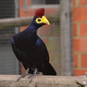 Ross's turaco ( Musophaga rossae)