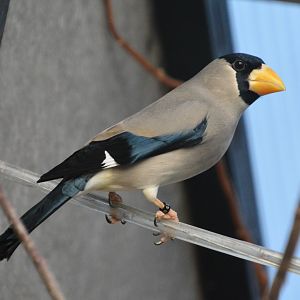 Japanese grosbeak (Eophona personata)