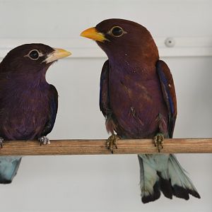 Broad-billed roller (Eurystomus glaucurus afer)